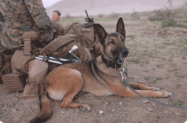 Image of service dog