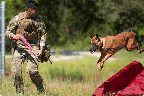 Image of service dog