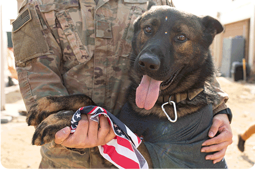 Image of service dog