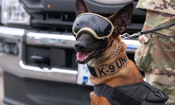 K-9 unit military dog posing on a leash with goggles on.