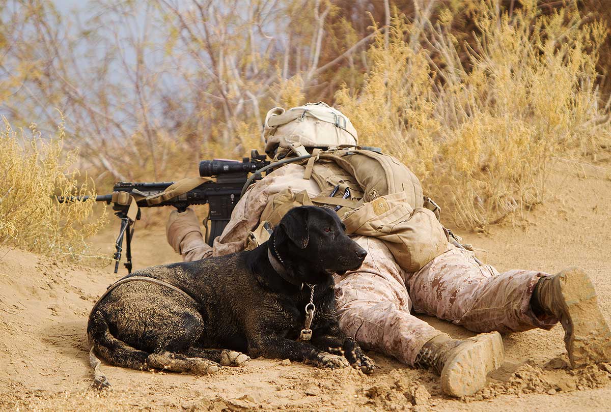 Service member and service dog