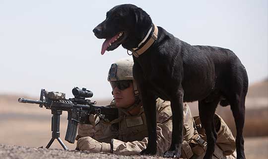 Working Military Dogs in action