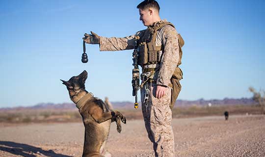 Working Military Dogs in action