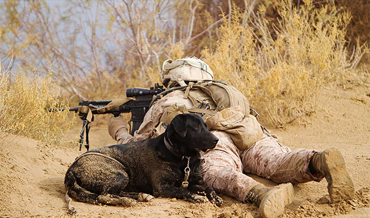 Action shot with service member and military dog