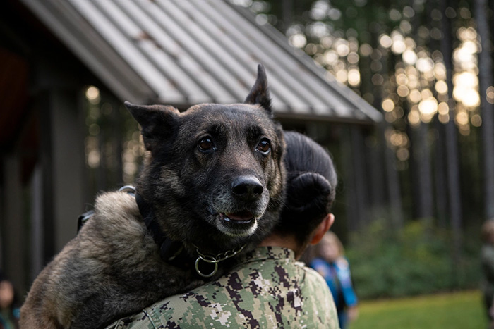 Photo of K-9 on the shoulder of service member.