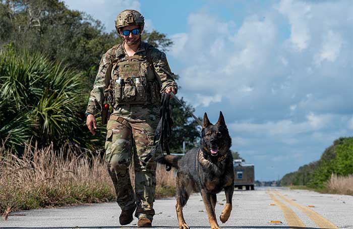 Image of service member in uniform walking down a road holding the leash of a K-9 working dog