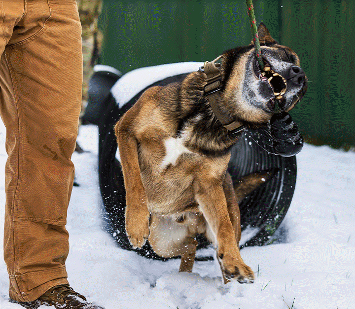 Photos of K9 Working Dogs