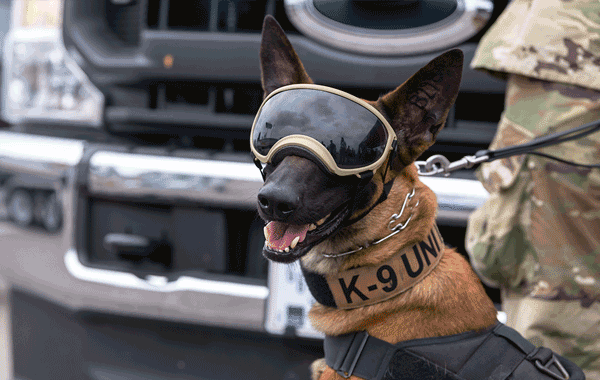 Military K-9 Gif.