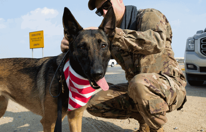 Military K-9 Gif.