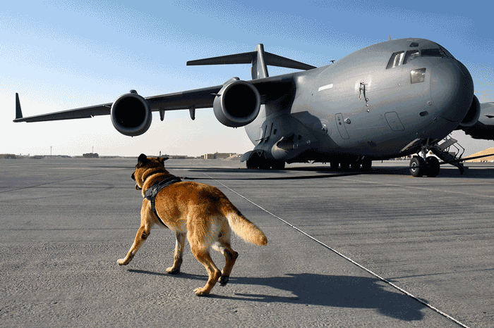 Military K-9 image